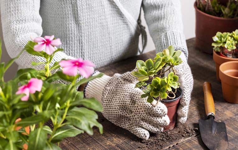 mulher plantando muda representando como montar um jardim