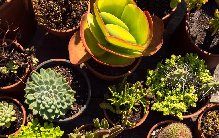vasos com diferentes plantas resistentes ao sol