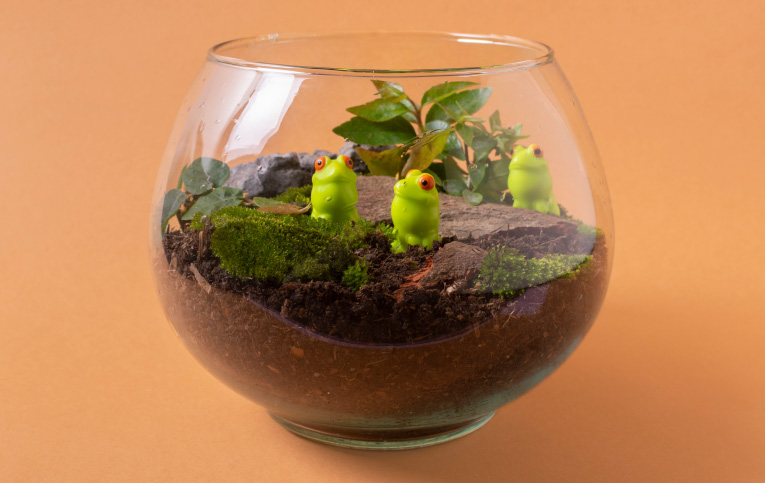 Imagem de um terrário