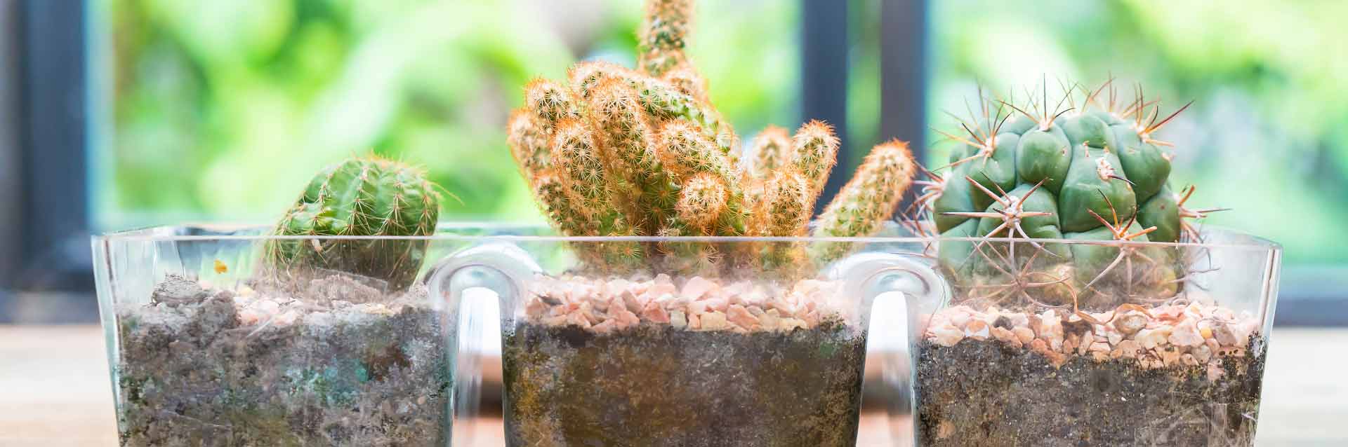 Como fazer um terrário? Dicas simples para iniciantes